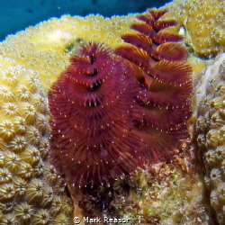 Christmas tree worms on star coral by Mark Reasor 